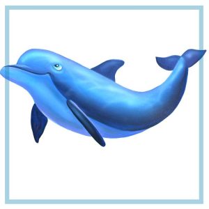 Contented Dolphin