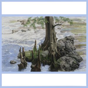 cypress knees