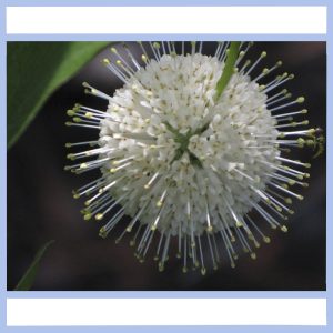 white globe flower