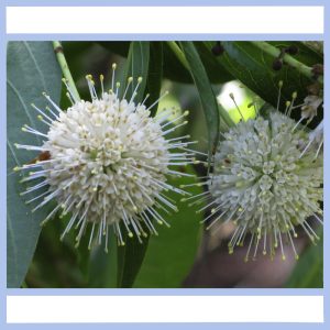 2 white flowers