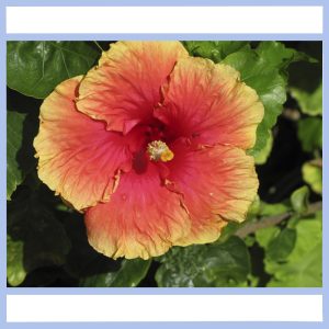 hibiscus