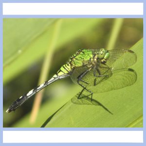 green dragonfly