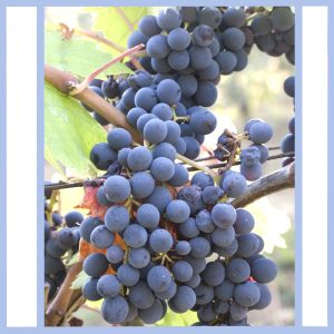 blue grapes