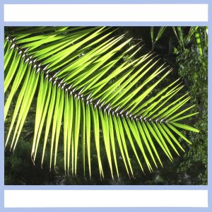 electric palm frond