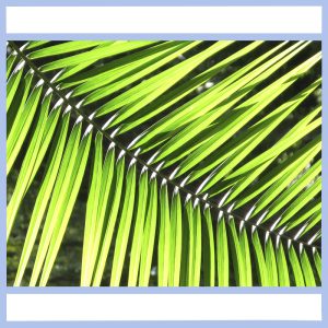 palm frond