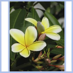 plumeria