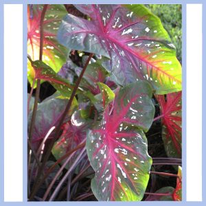 caladiums