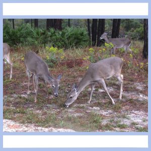 florida panhandle deer