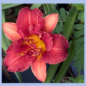 hemerocallis flower