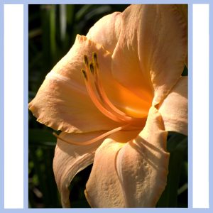 orange day lily