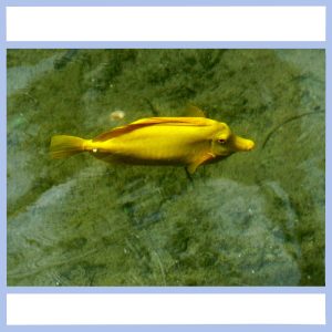 yellow tang