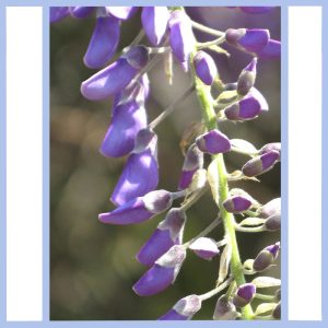 wisteria buds