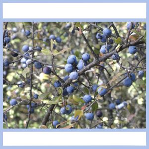 wild blueberries