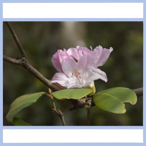 wild azaleas