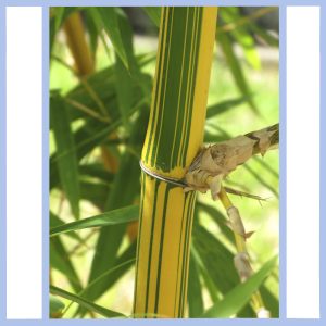 variegated bamboo