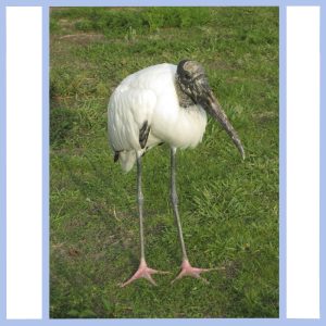 stork