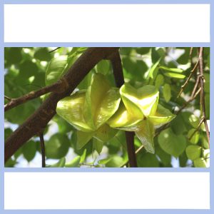 star fruit