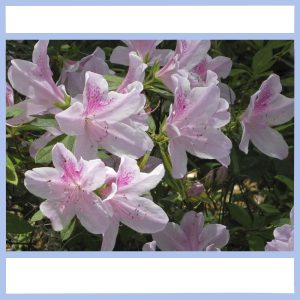 pink azaleas