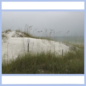 dunes in the mist