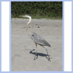 heron on beach