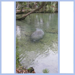 manatee in springs