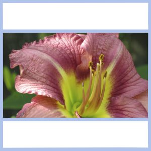 pink day lily