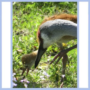 sandhill cranes