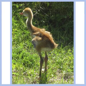 sandhill crane baby