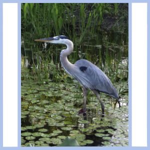 heron stalking