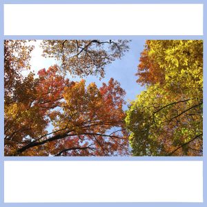 fall trees and blue sky