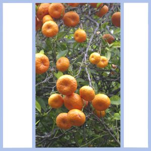 tangerines