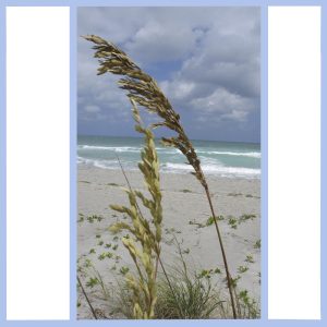 sea oats