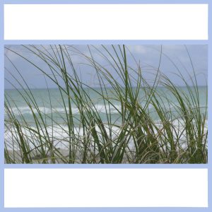 beach grass