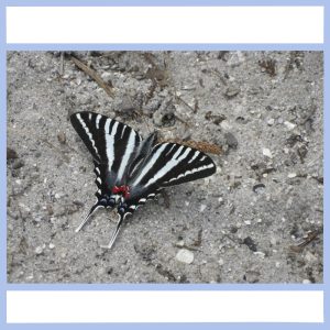 zebra butterfly