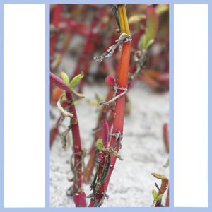 beach plants