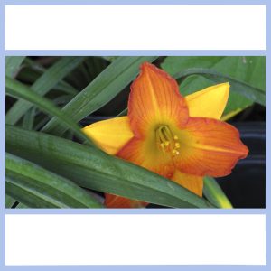 frans hal day lily