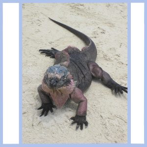 allens key iguana