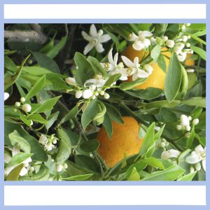 orange blossoms