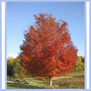 lone red tree