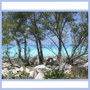 australian pines on island