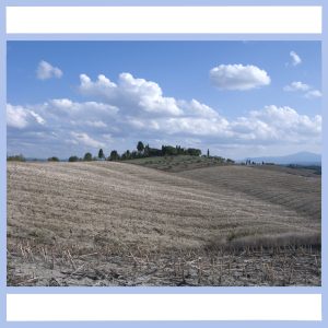 post harvest tuscany