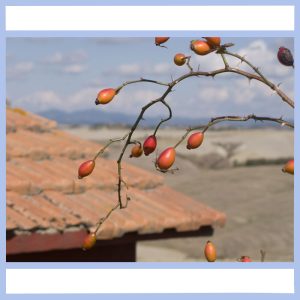 tuscany roof top view