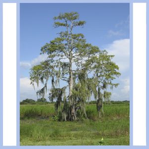 florida prairie