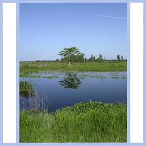 lone tree in swamp