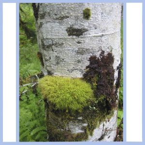 moss on tree