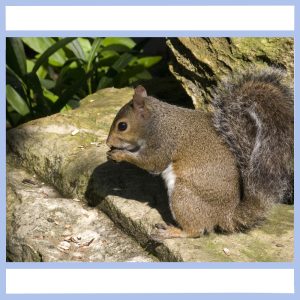 squirrel on rock