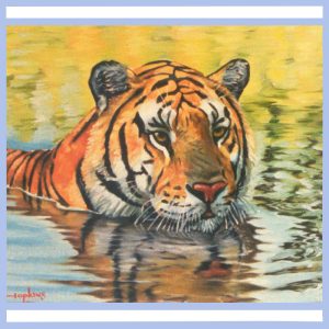 tiger swimming